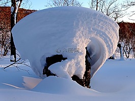 森林,斯诺德里夫特,雪帽