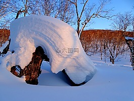 森林,斯诺德里夫特,雪帽