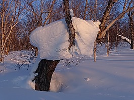 森林,斯诺德里夫特,雪帽