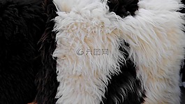 毛皮,動物,毛茸茸