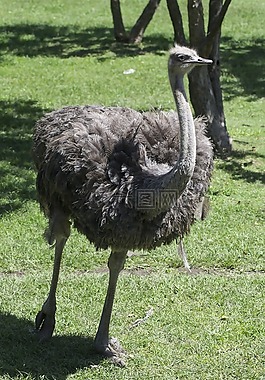 鴕鳥(niǎo),動(dòng)物園,鋼筆