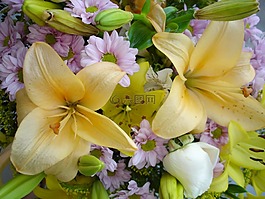鲜花,多彩,叶