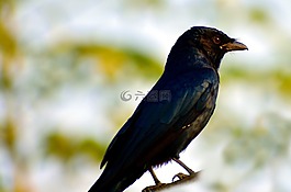 黑鳥,小小鳥,生銹的格拉克爾
