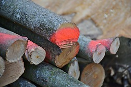木,柴,holzstapel
