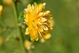 拉南凯尔灌木,鲜花,黄色