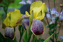 鳶尾花,美麗,百合