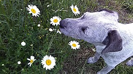 雛菊,狗,聞