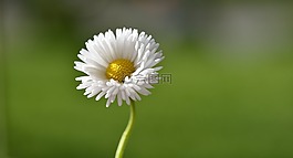 雛菊,花,指出花