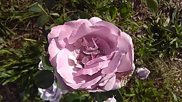 玫瑰,薰衣草,花