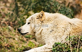 狼,白狼,捕食