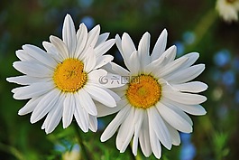 雛菊,花,春