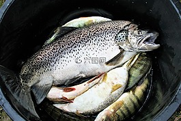 魚,天然食品,新鮮