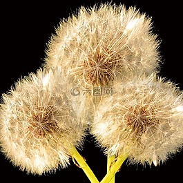 蒲公英,花,性質(zhì)