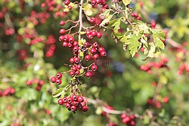 性質(zhì),植物,漿果