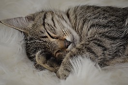 貓,虎,睡眠
