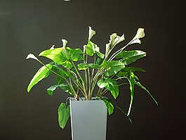 馬蹄蓮,百合,花