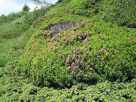 高山玫瑰,almrausch,山花