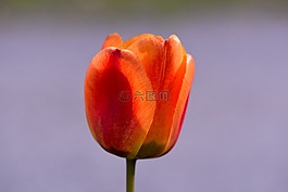 郁金香,schnittblume,春天的花