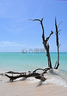 古巴,加勒比,海灘