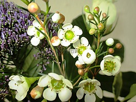 鮮花,素馨花,玫瑰