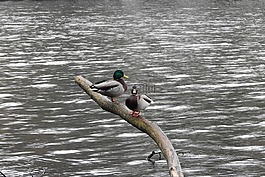 湖,水鳥,野鴨