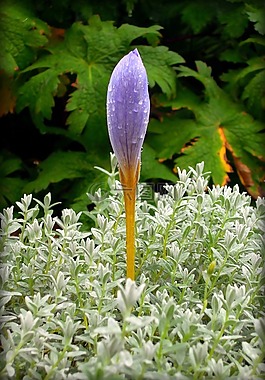 藏紅花,番紅花,花卉