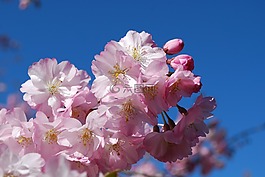 櫻桃,春天,鮮花