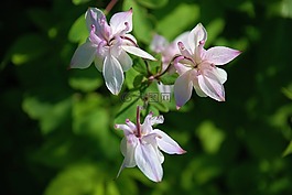 白,花,植物