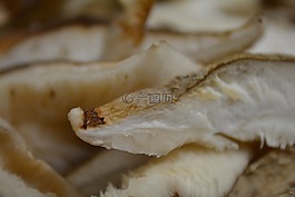 香菇,蘑菇,藥用蘑菇