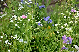 野生,野生草,鲜花