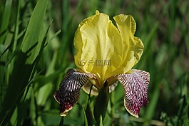 鳶尾花,美麗,百合