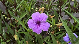 鮮花,自然,dongnai