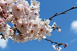 櫻桃,日本,賞櫻花