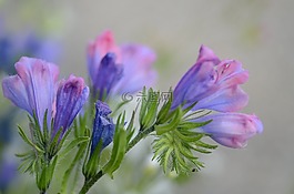 美麗,花,植物