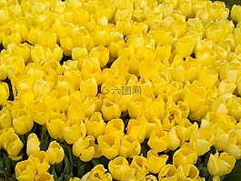 郁金香,荷蘭,黃色