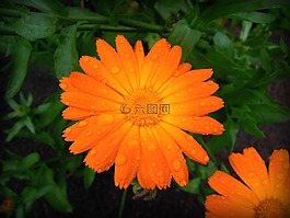 金盞花,萬壽菊,黃色的花朵