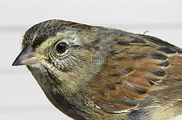 沼澤麻雀,鳥(niǎo),野生動(dòng)物