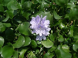 水中百合,花,池塘