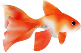 鱼,鱼日,海