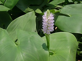 水中百合,性质,花