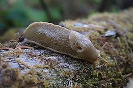 香蕉蛞蝓,荒野,自然