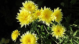 媽媽,花,黃色