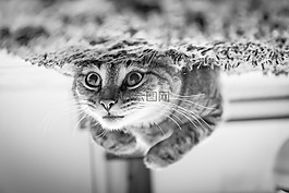 貓,動物,寵物