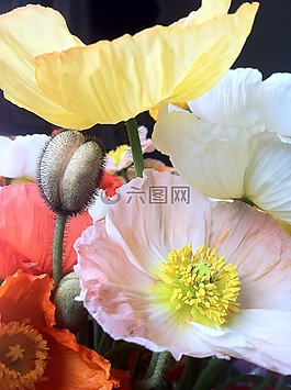 花,自然,植物區(qū)系