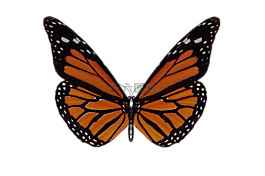 蝴蝶,翅膀,花園