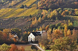 秋季,mosel,葡萄園