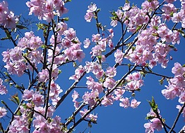 櫻桃,鮮花,粉色