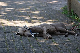 狗,灰色,睡眠