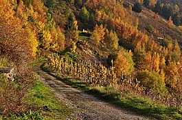 秋季,mosel,葡萄園
