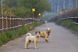 狗,夫妇,路